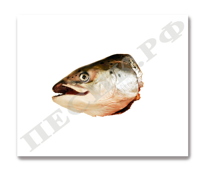 Головы (лососевых рыб)
